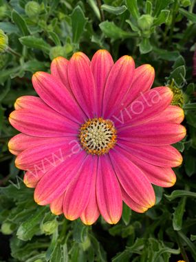 2733 Остеоспермум FLOWERPOWER PINK SUN (ОСЕНЬ 2025)