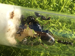 Camponotus japonicus