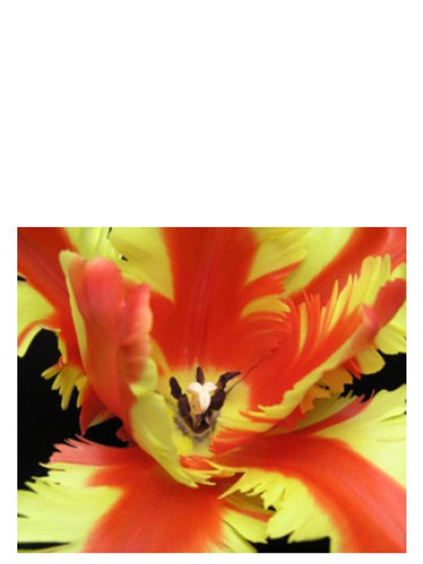 Bud Parfums Jezebel
