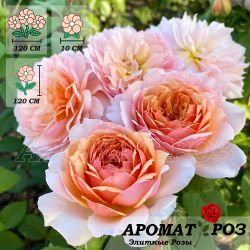 Грейс (Grace)