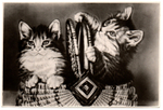 Фотооткрытка. Котята. Корзинка. 1957 г. XF