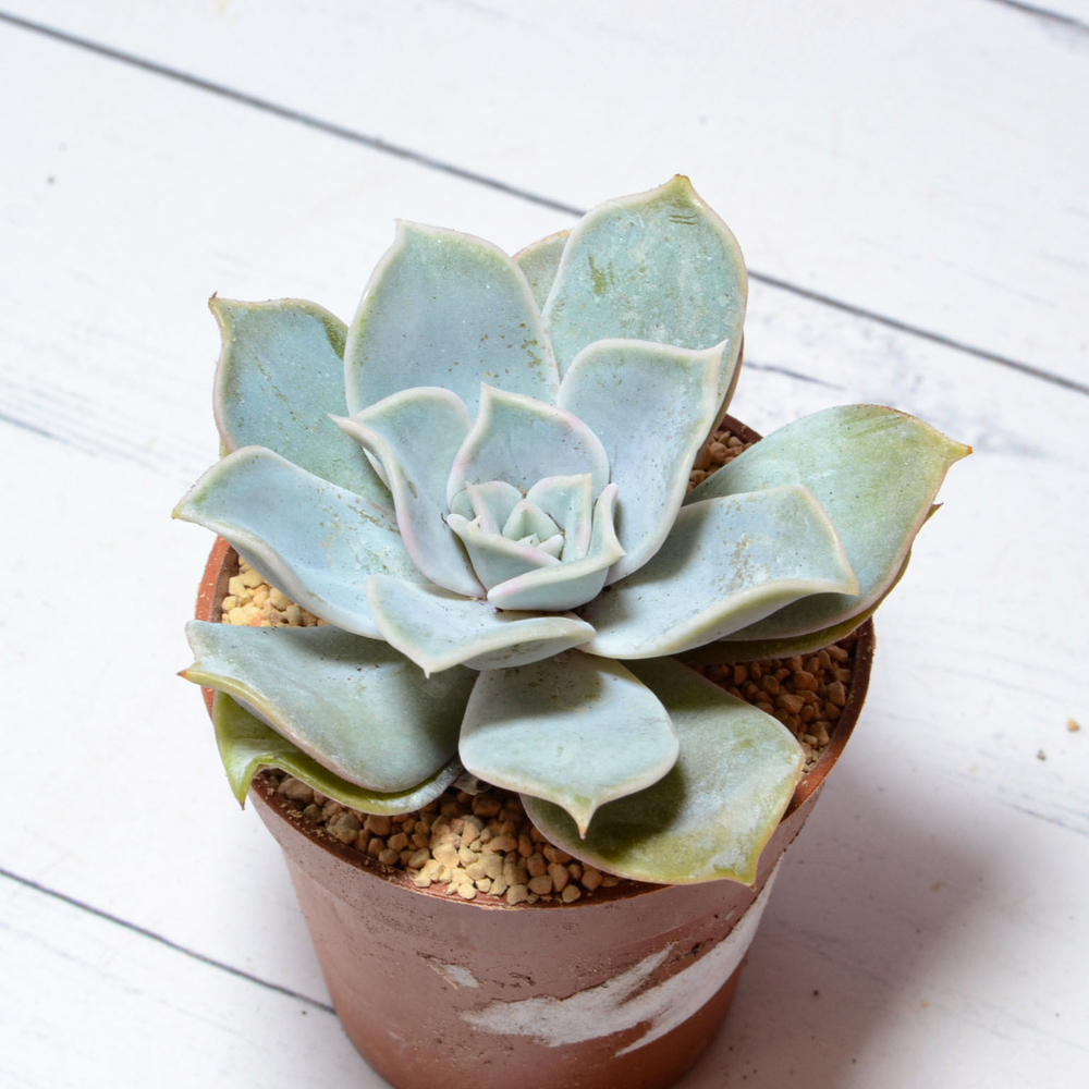 Echeveria Lilacina (Эхеверия)