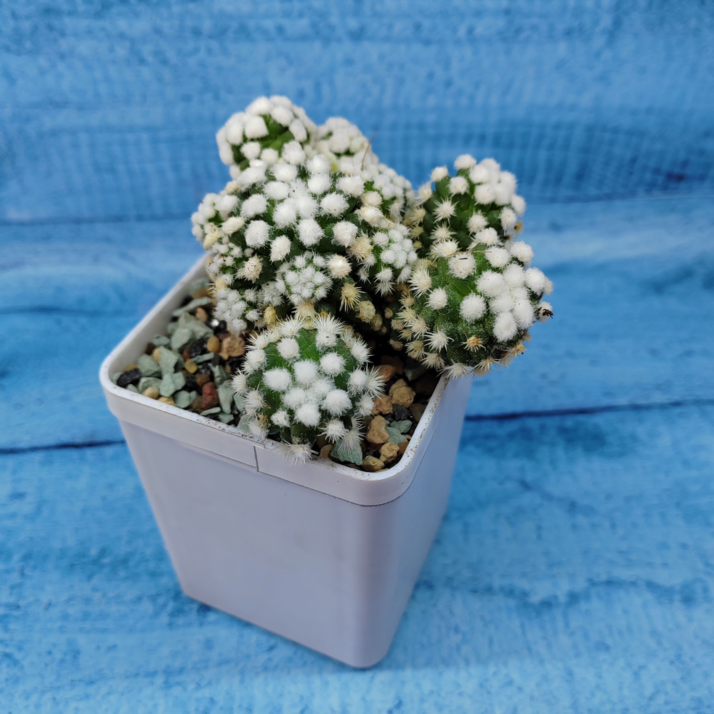 Mammillaria Arizona Snowcap (Маммиллярия)