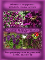 Клематис Цыганская Королева Джипси Куин постоянноцветущий