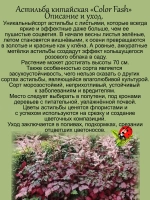 Астильба Колор флеш