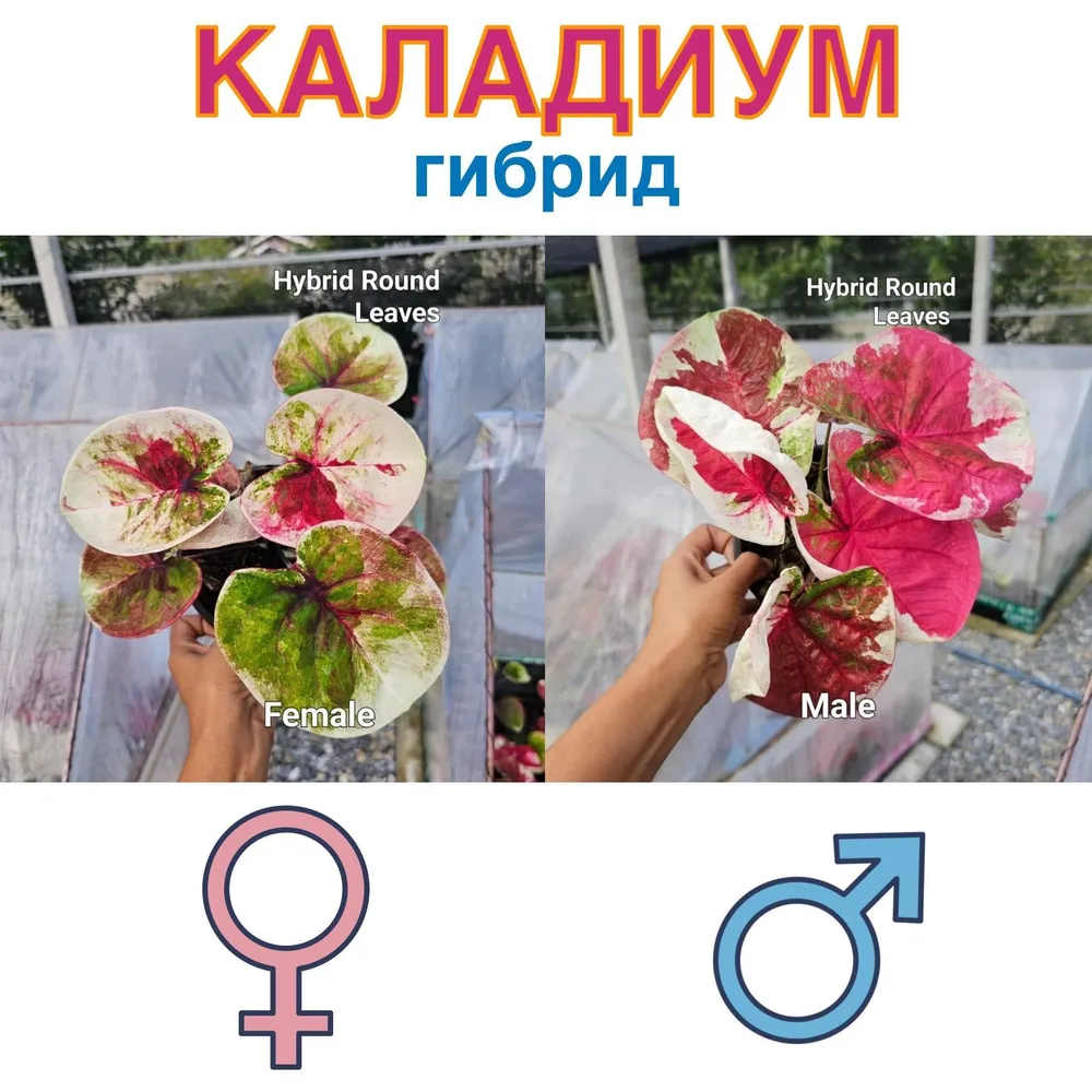 Каладиум гибрид круглолистный х Гибрид круглолистный семена 5 штук