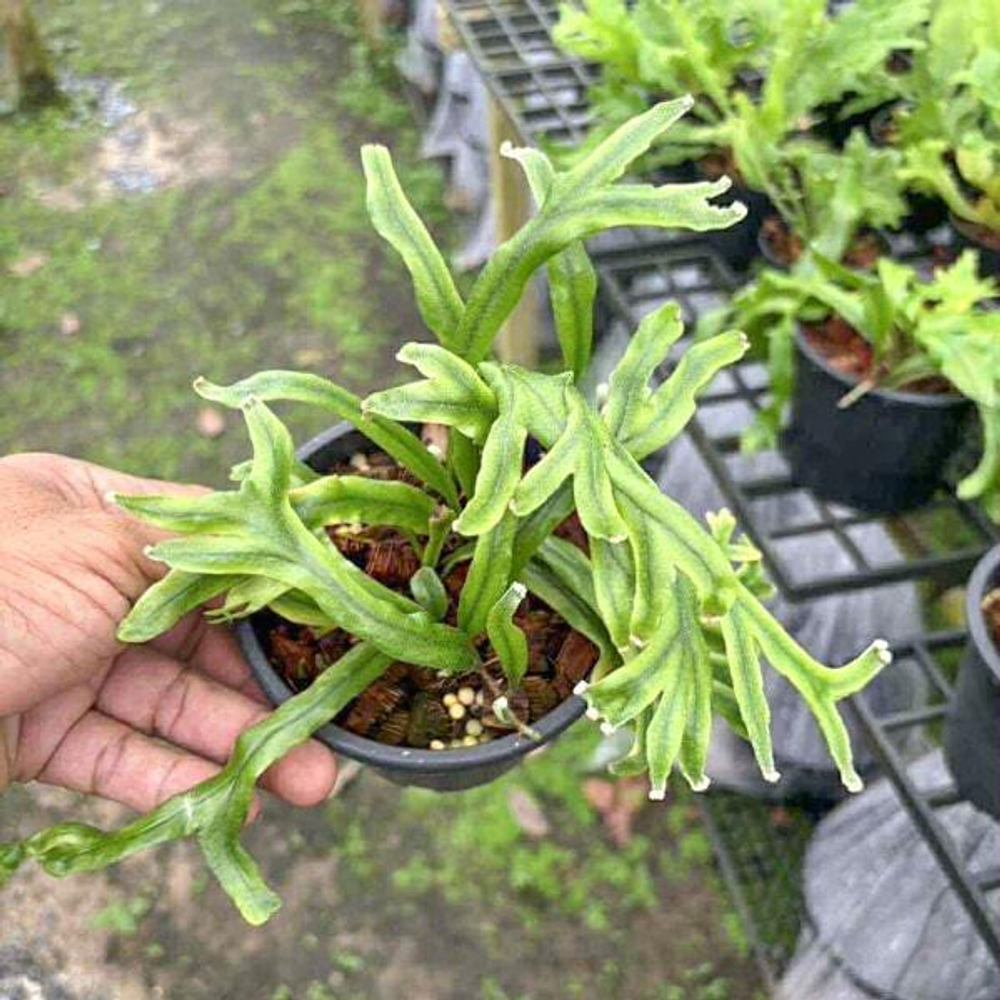 Пиррозия P.LONGIFOLIA THIN FORM