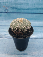 Astrophytum Asterias (Астрофитум)