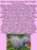 Вереск Серебряный рыцарь вечнозелёный