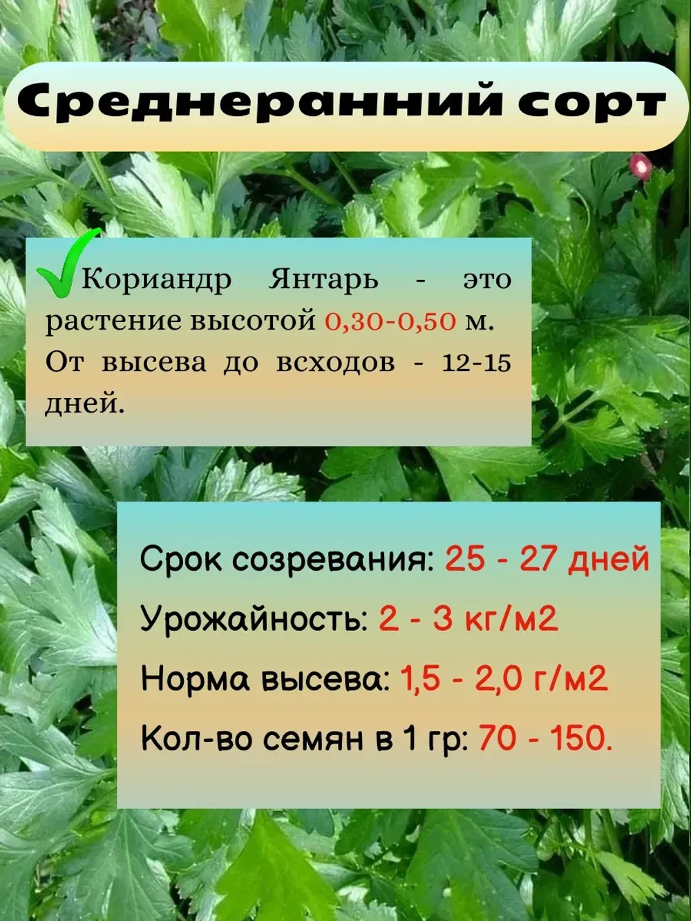 Кориандр (кинза) семена набор 3 шт