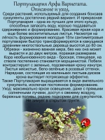 Портулакария Арфа Вариегата суккулент