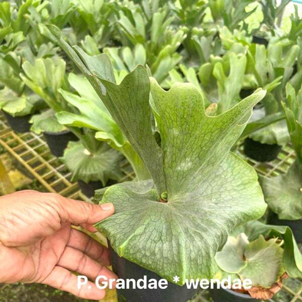 Платицериум P.GRANDAE * WANDAE (P31)
