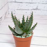 Aloe Broomii (Алоэ)