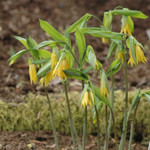 Увилярия крупноцветковая. Uvularia grandiflora.