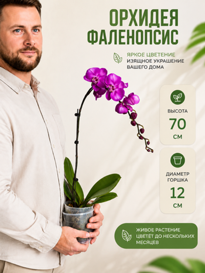 Фаленопсис д.12 СП