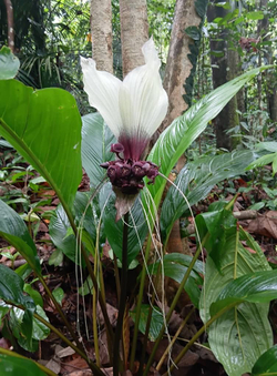 Такка Зеленая (Летучая Мышь) Tacca integrifolia корневище
