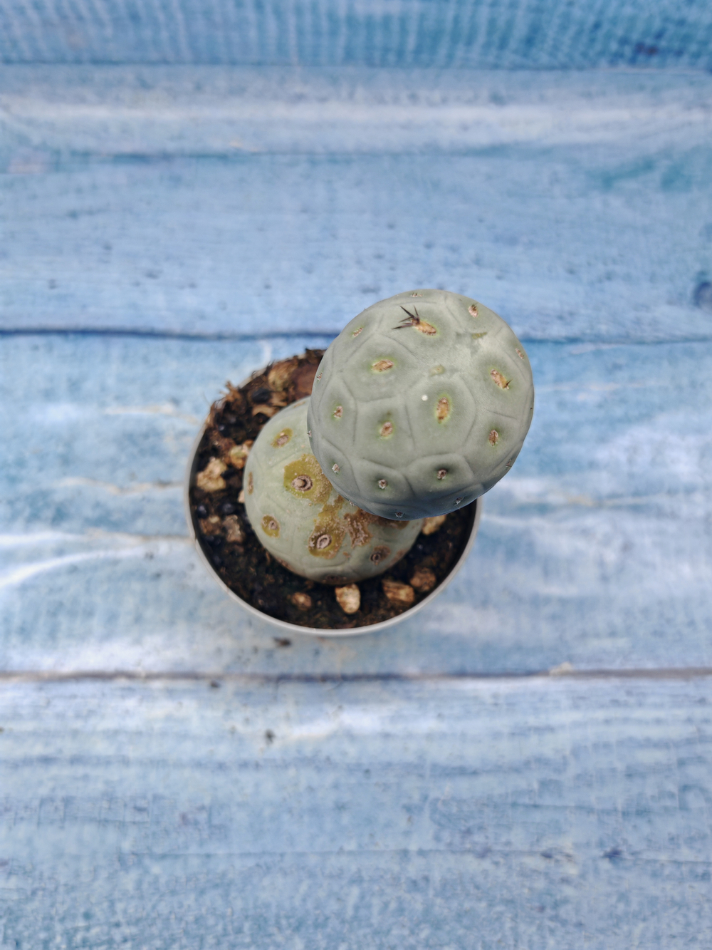 Tephrocactus Geometricus (Тефрокактус)