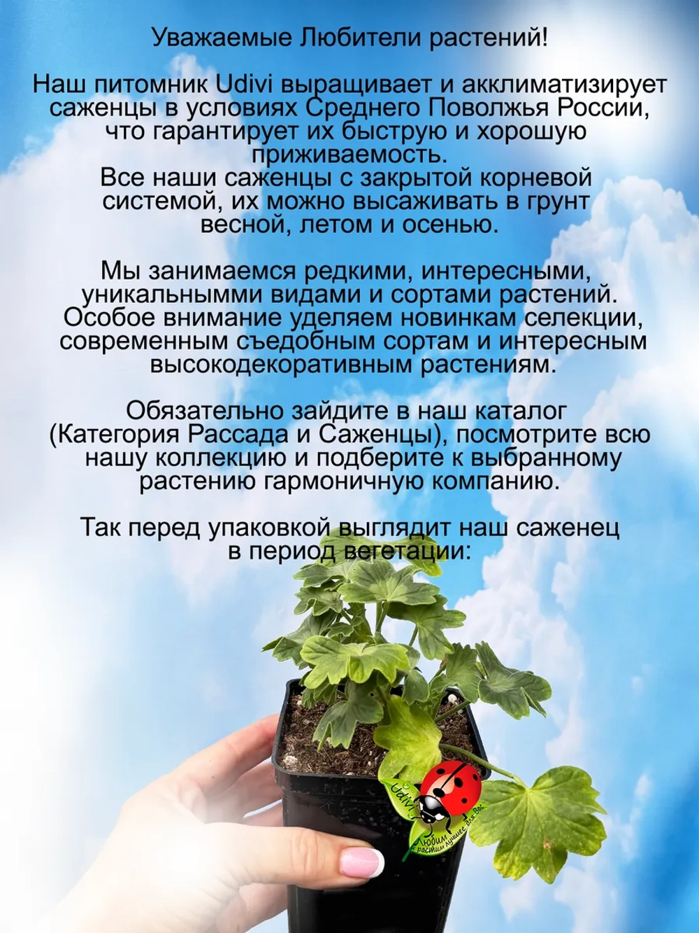 Пеларгония Летний танец в красно белом звёздчатая