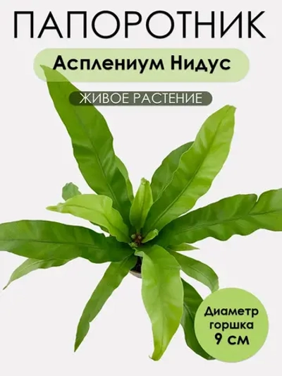 Асплениум Нидус D9. Растение живое