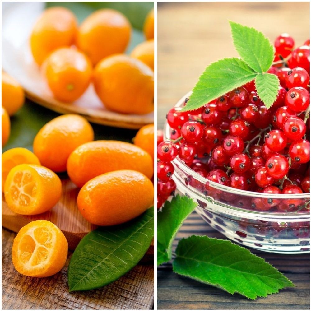 Красная смородина и кумкват (Red currant &amp; kumquat)