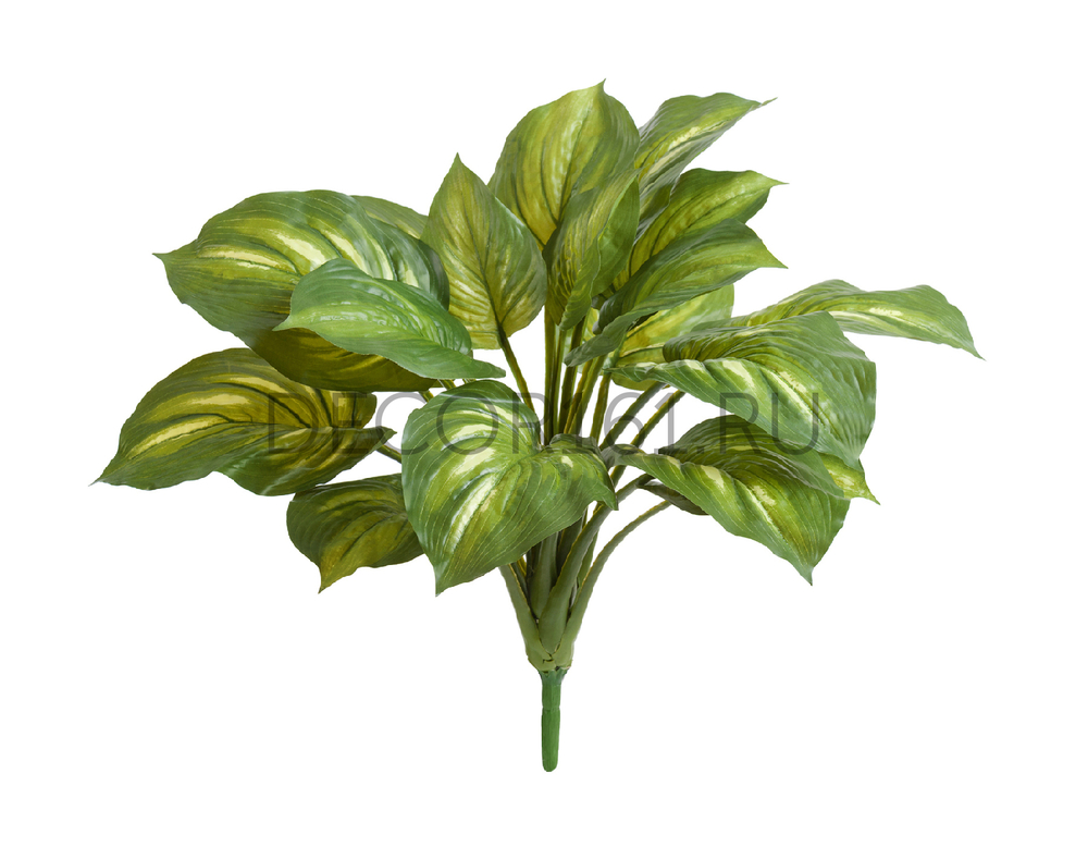 Хоста жёлто-зелёная большая д-60, в-40 см (Sensitive Botanic) 6/48 20.1151GY
