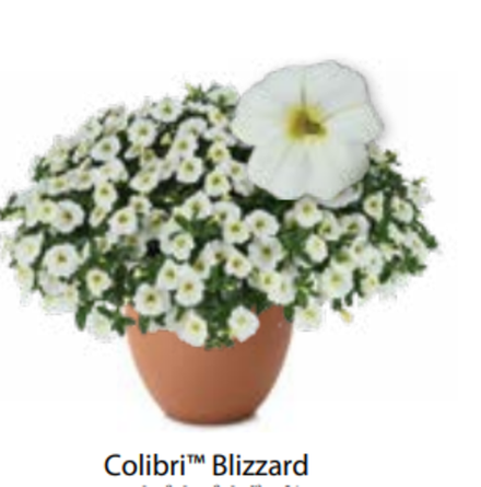 ЕВРО Калибрахоа COLIBRI Blizzard укоренный черенок начало января поставка 9