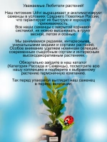 Рододендрон Мадам Массон морозостойкий