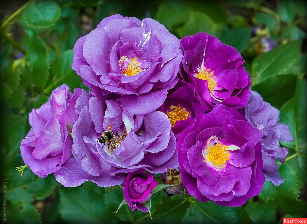 Рапсодия Ин Блю (Rhapsody In Blue)
