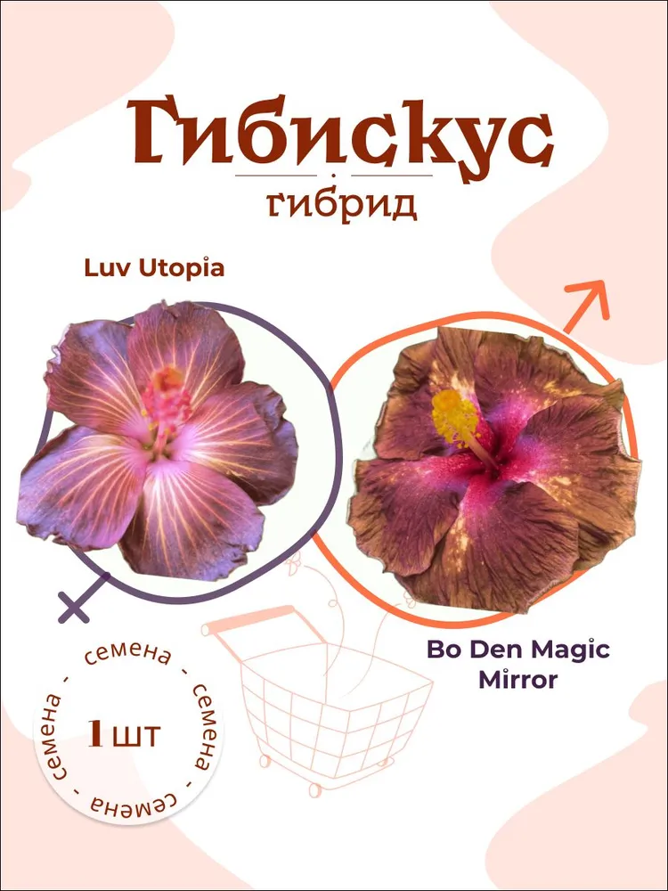 Гибискус Luv Utopia x Bo Den Magic Mirror — семена, 1 шт.