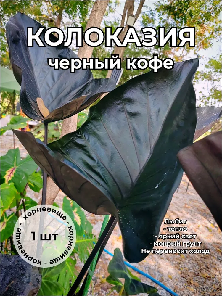 Колоказия Черный кофе Black coffee корневище