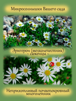 Эригерон мелколепестник почвопокровный многолетний