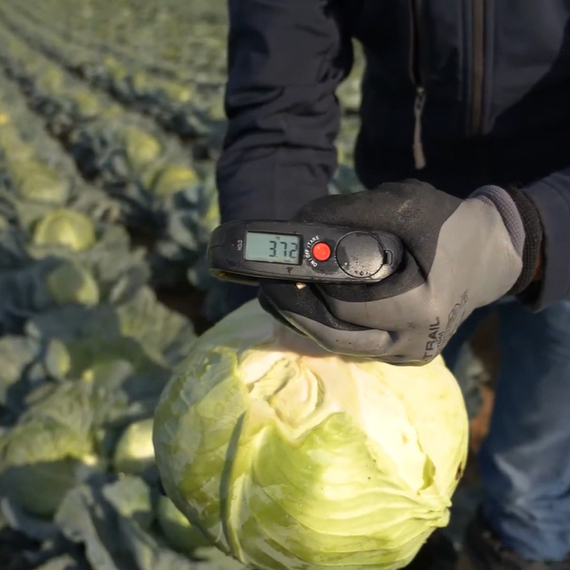 ТОРЕАДОР F1 семена капусты белокочанной (Syngenta | Alexagro) – фото 3