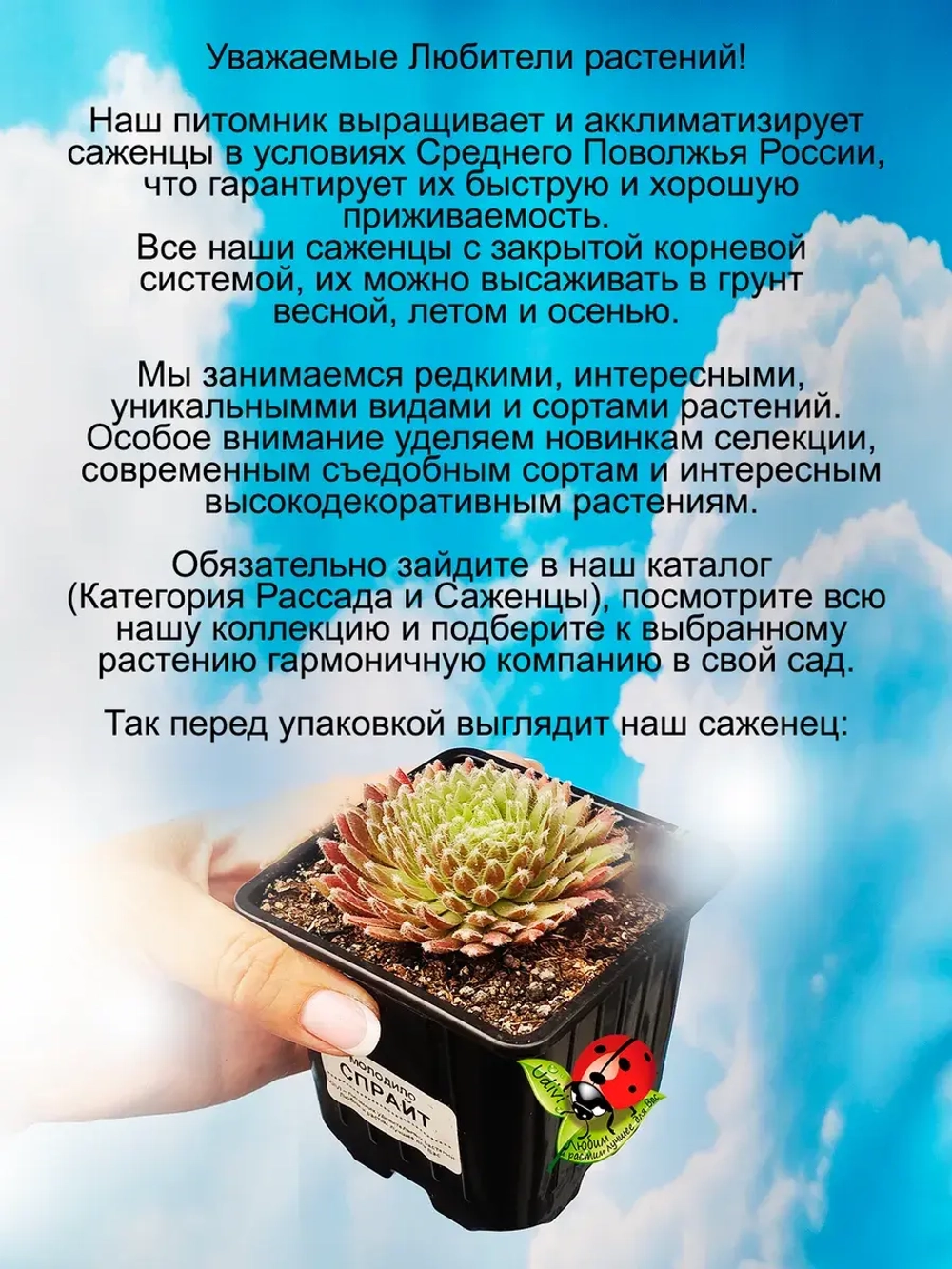 Молодило Спрайт пушистое двухцветное