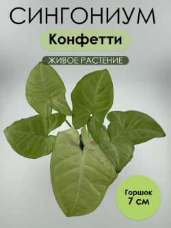 Сингониум Конфетти