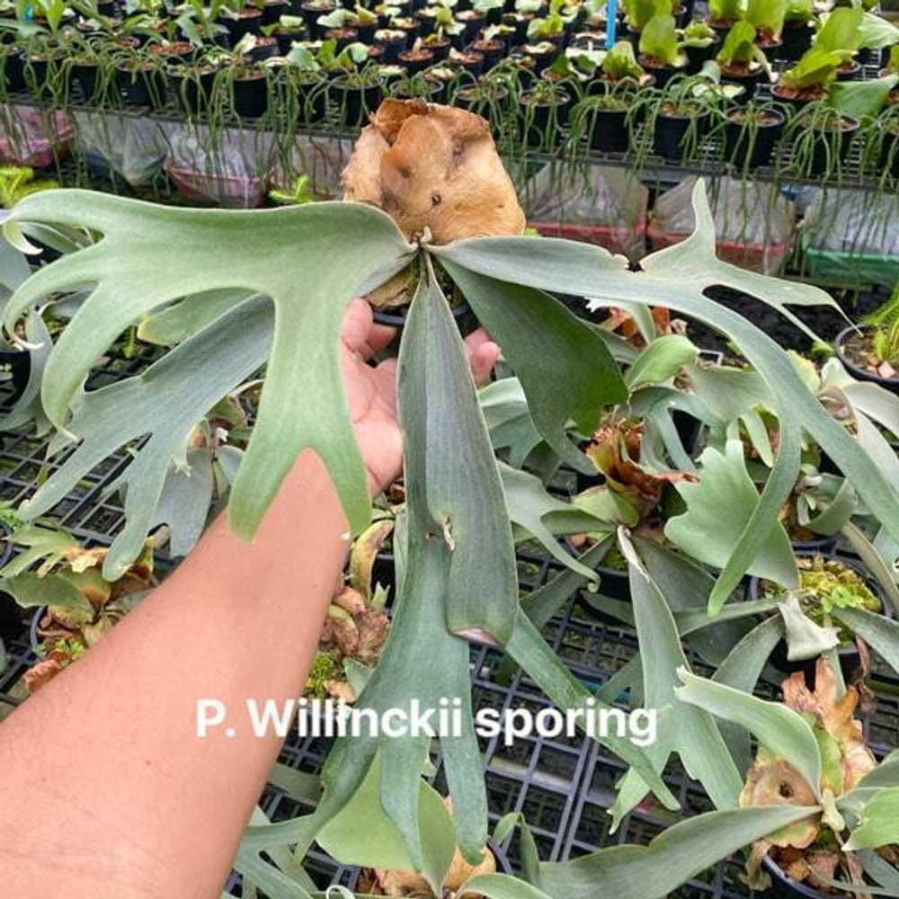 Платицериум P.WILLINCKII SPORING