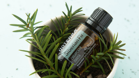 Эфирное масло dōTERRA Сибирская пихта, Siberian Fir, 15 мл