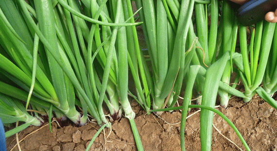 ЕХ 077 F1 семена лука репчатого (Seminis / Семинис) – фото 5