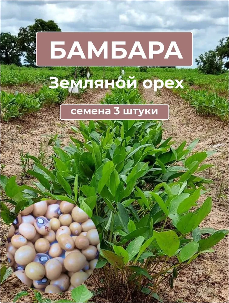 Бамбара, земляной орех (Vigna subterranea) — белые семена, 3 шт.