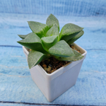 Haworthia Comptoniana Hybride hybrid (Хавортия)
