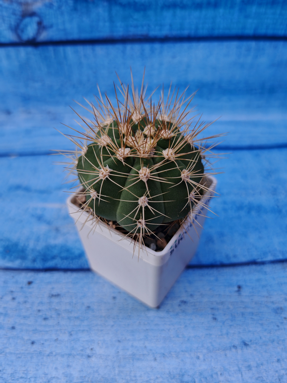 Gymnocalycium Chacoense (Гимнокалициум)