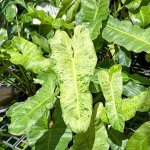 Филодендрон PARAISO VERDE (С79)