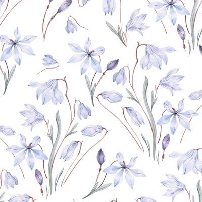 Весенние цветы. Первоцветы, пролески на белом фоне