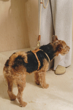 Шлейка "Пони-Макарони" Рыжая (бежевый канат)