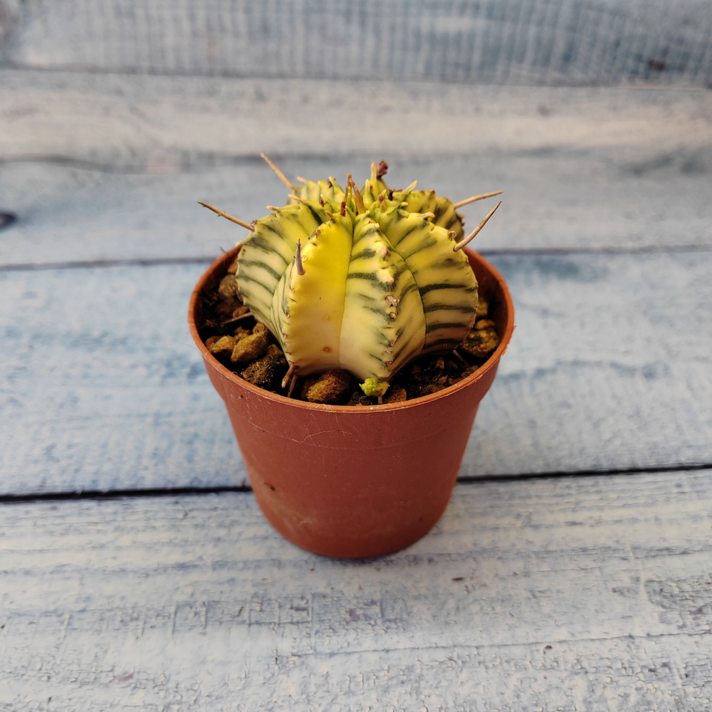 Euphorbia meloformis f. Variegated (Эуфорбия вариегатная)