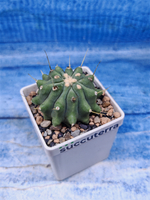 Ferocactus Inermis (Ферокактус)
