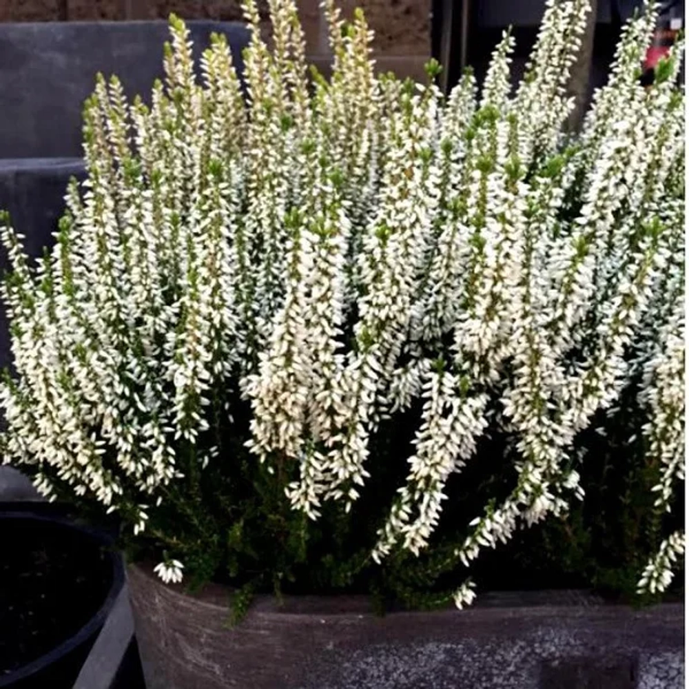 Лонг Вайт (Calluna v. Long White)