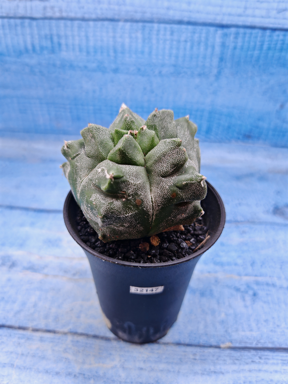 Astrophytum Myriostigma monstrosa (Астрофитум)
