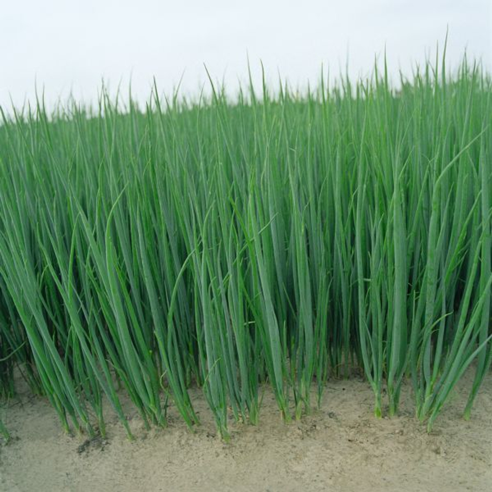 Лук на зелень Параде  0,5г Мировые Семена VITA GREEN