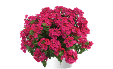 1560 Вербена VANESSA COMPACT Neon Pink (Весна 2026)