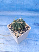 Stenocactus Coptonogonus (Стенокактус)